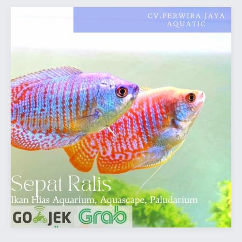Jual Instan Hiasan Aquarium Sepat Ralis Hiasan Aquarium & Aquascape ...