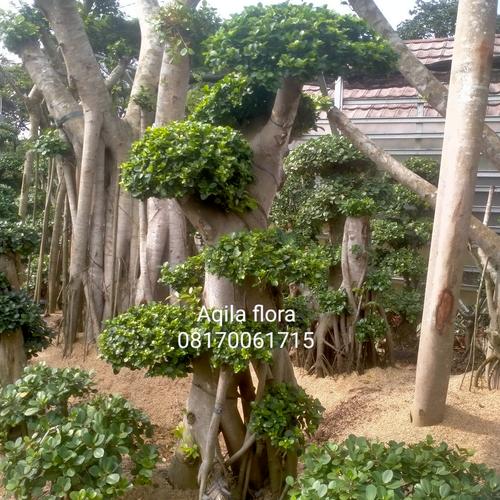 Jual bonsai beringin Korea mikro Kab. Bogor Aqila flora Tokopedia