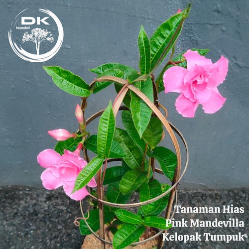 Jual Mandevilla Pink Double || Tanaman Hias || Pohon Rambat Kelopak ...