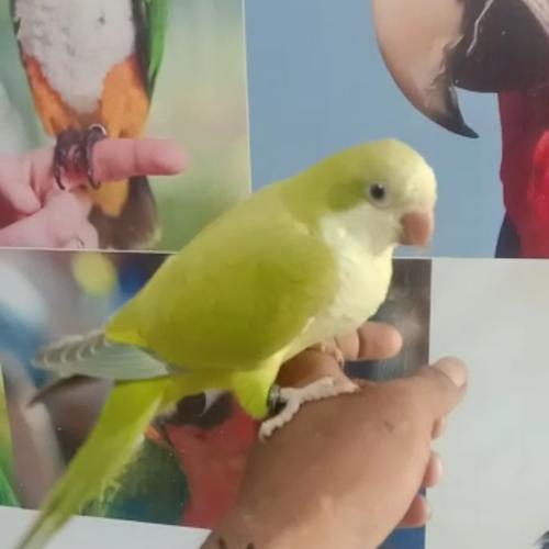 Jual Burung Jinak Monk Green Cinamon Kota Bekasi Laskarparrot