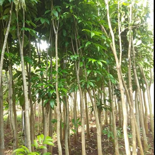 Jual Pohon tabebuya bunga ungu Bogor Mpim Taman Hias