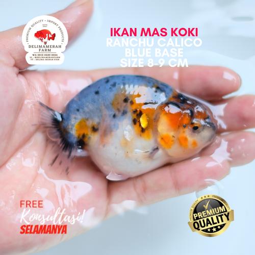 Jual MAS KOKI RANCHU CALICO BLUE BASE SIZE 9-10 CM PREMIUM QUALITY ...