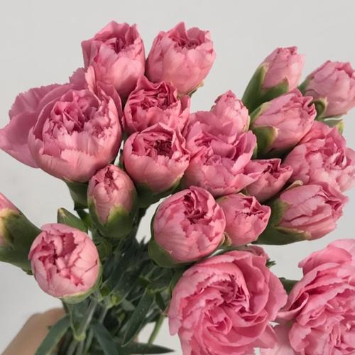 Jual Bunga Carnation / Anyelir isi 20 Tangkai (Bunga Potong Segar ...