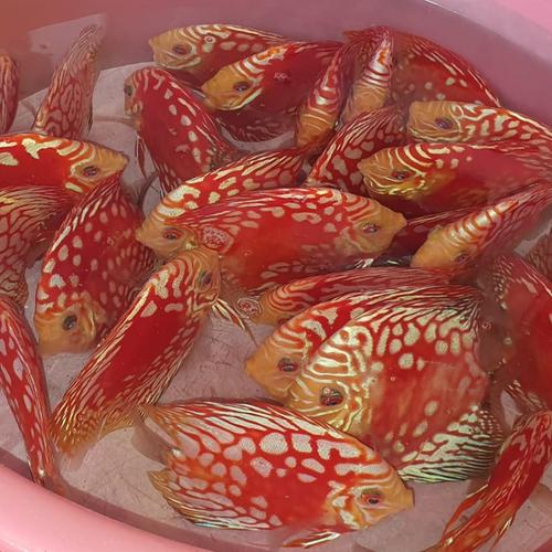 Jual discus mix 3 - 4inch paket 5ekor - Kab. Bogor - discus guppy ...