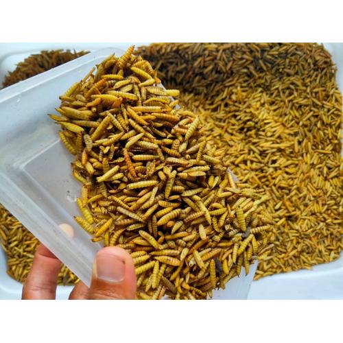 Jual Maggot Kering Grosir,Maggot kering,Maggot BSF,Maggot 1 KG - Kota ...