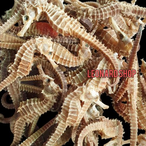 Jual Kuda Laut Kering Grade Super / Dried Seahorse / Hippocampus