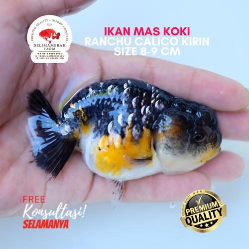 Jual IKAN MAS KOKI RANCHU CALICO CUTE BLUE BASE TERBARU SIZE 8 CM ...