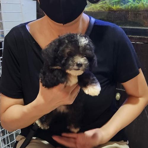 Jual Langka teacup (garansi) parti color poodle Betina. stb chip