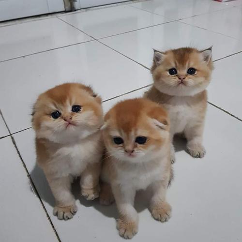 Jual kucing scottish fold jantan/ betina ready 2,5 bulan nonped line ...