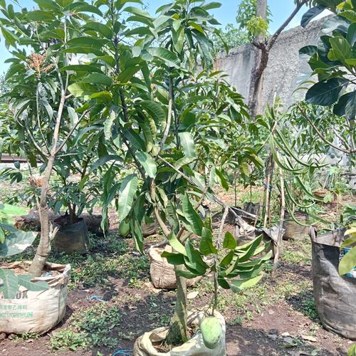 Jual pohon mangga cengkir indramayu Berbuah/Bibit Pohon mangga Cengkir ...
