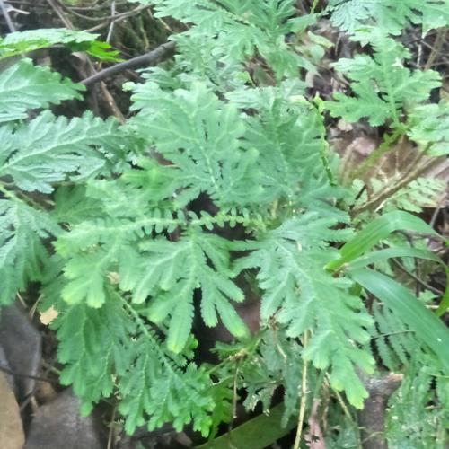 Jual DAUN RANE 1 Kg - Kab. Bogor - HERBAL GUNUNG SALAK | Tokopedia