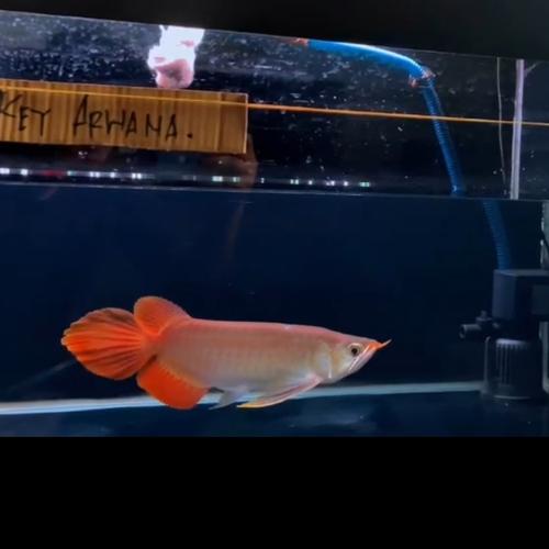 Jual AROWANA SUPER RED 30CM SPEK KONTES EKOR API BESAR DAYUNG SAMURAI ...
