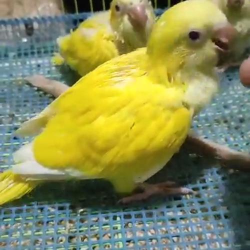 Jual monk lutino baby Kota Administrasi Jakarta Selatan