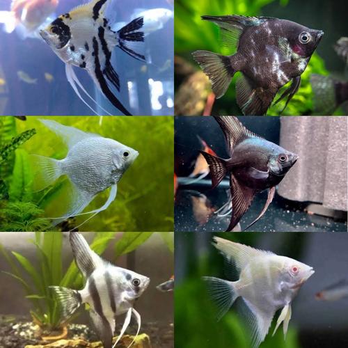 Jual PAKET MANFISH MIX JENIS 5-10 EKOR - 5 Ekor - Jakarta Utara - RAMBU ...