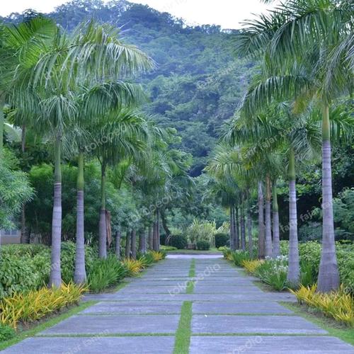 Pelam Raja Jual pohon palm raja tinggi 2 m - 5 m daun / Roystonea regia / palem ...