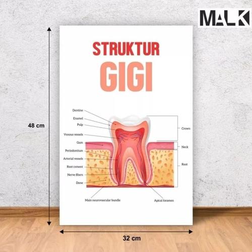 Jual Poster dental structure gigi dental poster struktur kedokteran