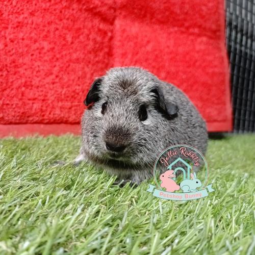 Silver Agouti Guinea Pig Abyssinian Cavy Silver Agouti Guinea Pig