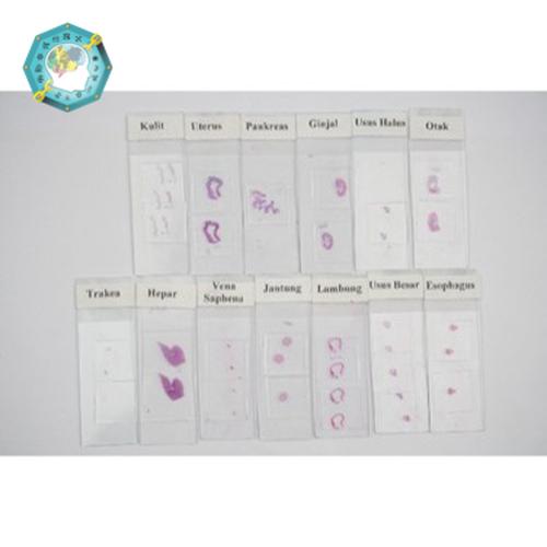 Jual Preparat Histologi Mencit - Paket - Kota Surabaya - PNF Official ...