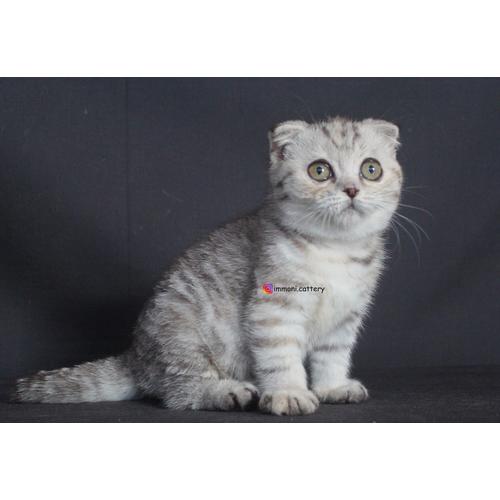 Jual Kucing Scottish Fold Shorthair Silver Patch Mackerel Tabby ...