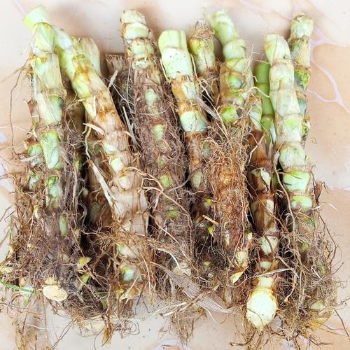 Jual bibit rumput odot tua 1 kg pakan ternak kambing domba sapi kelinci ...
