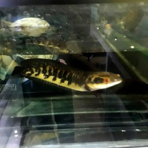 Mahrub Fish Jual channa maru ys 35cm up - Kota Tangerang Selatan - Queen Aquatic ...