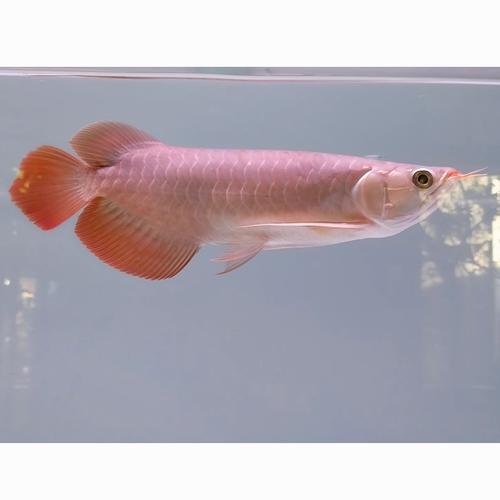 Jual Arwana Super Red EKOR API, Sertifikat Chip Lengkap, Baca Deskripsi ...