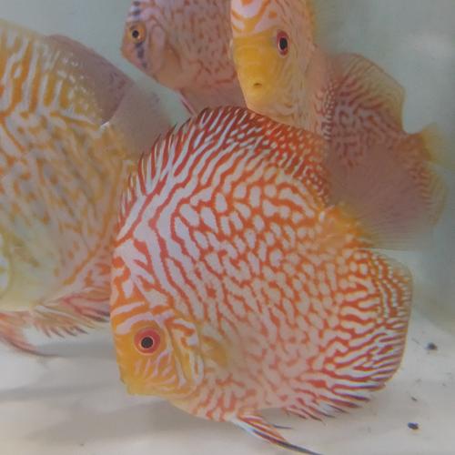 Jual Paket Discus Rgd dan pigeon 3 inchi - Kab. Bogor - Discus78 ...