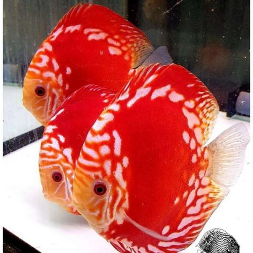 Jual Paket 10 ekor 10 jenis DISCUS MIX - WHITE BUTTERFLY, 1cm - Kota ...