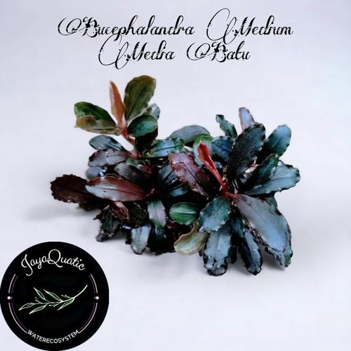 24. Bucephalandra sp. Kabupaten Landak Kalimantan Barat T