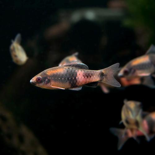 Jual ikan hias aquascape Melon Barb Haludaria fasciata (rare) Kota