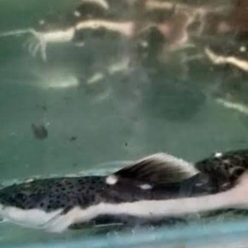 Jual ikan rtc ikan hias aquarium tankmate predator - Kota Surabaya ...