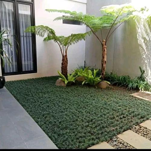 Jual contoh taman pakis+tanaman rumput kucai mini - Jakarta Selatan ...