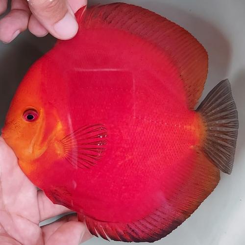 Jual Ikan Discus Super Red 4,5 inch Female - Kota Bekasi - Meisa Musik ...