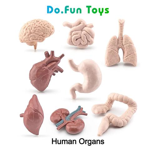 Jual Human Body Organs Figure / Mainan Miniatur Edukasi Organ dalam
