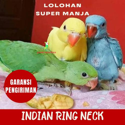 Jual INDIAN RING NECK LUTINO BURUNG PARROT JINAK IRN