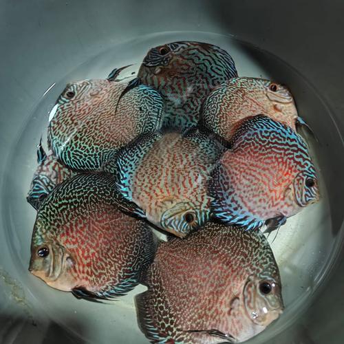 Jual ikan discus 3 inc up mix discus 3 inc leopard red melon pigeon dll ...
