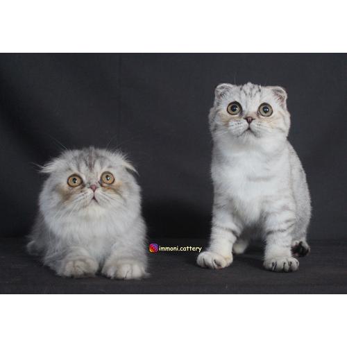 Jual Kucing Scottish Fold Longhair & Shorthair (Invoice) - Shorthair ...