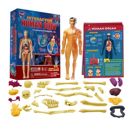 Jual Big bang science interactive human body model skeleton - Jakarta ...