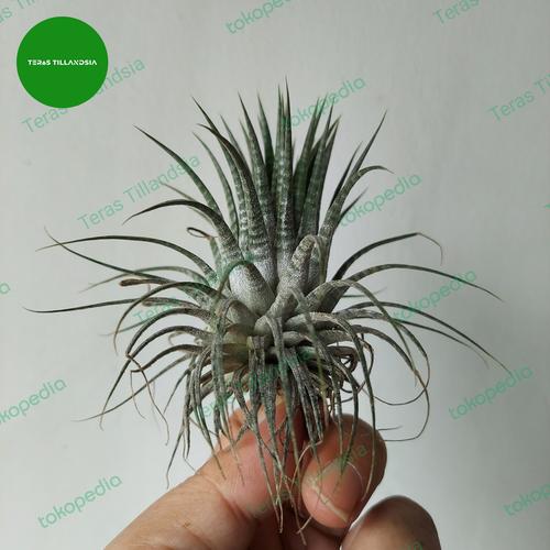 Tillandsia ionantha zebrina ex. TI 引退セール（T.ionantha zebrina 