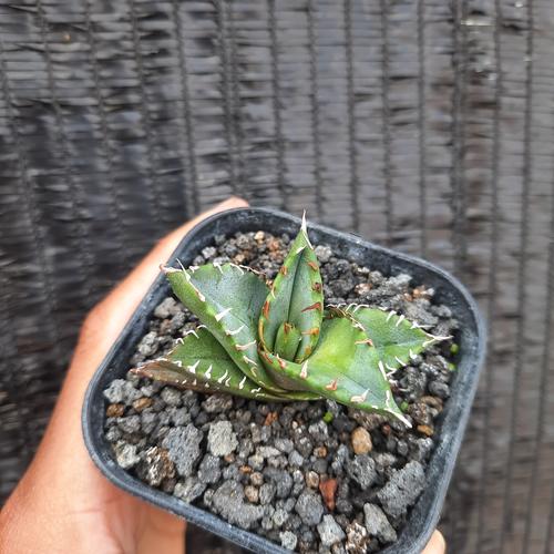 Agave Titanota 