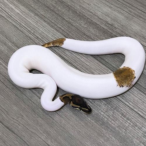 Ular Python Retic Hd Jual ULAR BP BALLPYTHON HI WHITE PIED CALICO NO RETIC MOLU PYTHON CORN ...