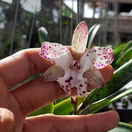 Jual Anggrek Cattleya Jairak Cosmos Kab Sukabumi Susan Anggrek jual-anggrek-cattleya-jairak-cosmos-kab-sukabumi-susan-anggrek