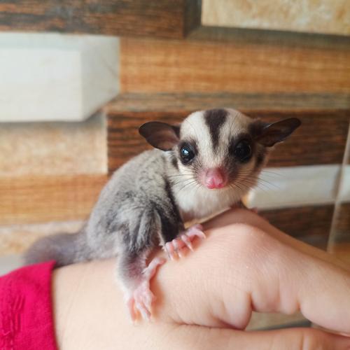 Jual sugar glider classic grey joey Jakarta Barat Kebun Palem Tokopedia