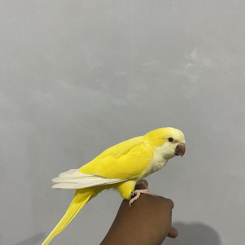 Jual Monk Parakeet Lutino Betina Monk Lutino Betina Jinak Kab