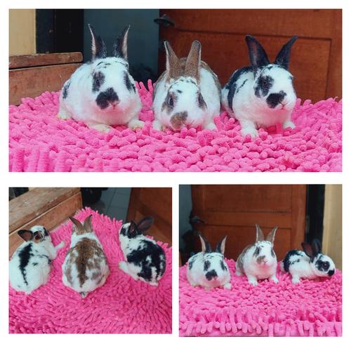 Perawatan yang Tepat untuk Kelinci Rex Karpet