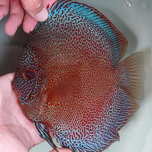Jual Ikan Discus Batik Sakura Eruption 4