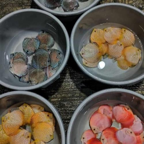 Jual ANAKAN DISCUS MIX ||Rayakan DISCUS ||DISCUS - RGD, 2cm - Kota ...