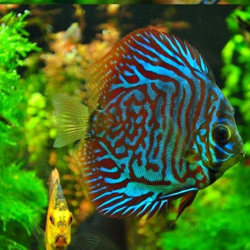 Jual ANAKAN DISCUS MIX ||Rayakan DISCUS ||DISCUS - TIGER, 1cm - Kota ...