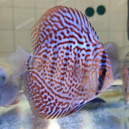 Jual ANAKAN DISCUS MIX ||Rayakan DISCUS ||DISCUS - LEOPARD, 1cm - Kota ...