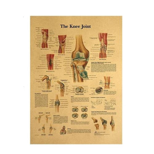 Jual Poster Sendi Lutut Poster Anatomy Lutut Jakarta Timur Meds